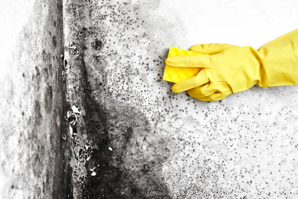 Mold Removal Process in Jarales, NM