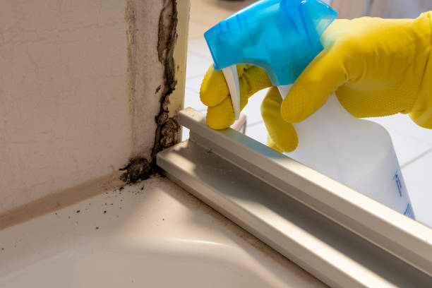 Best Mold Damage Repair  in Jarales, NM
