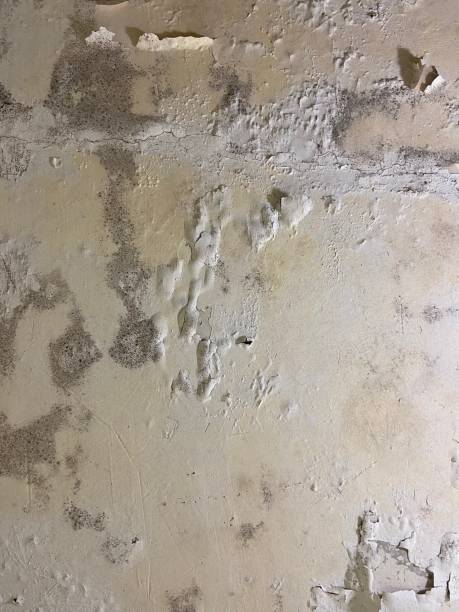 Best Fast Mold Removal  in Jarales, NM