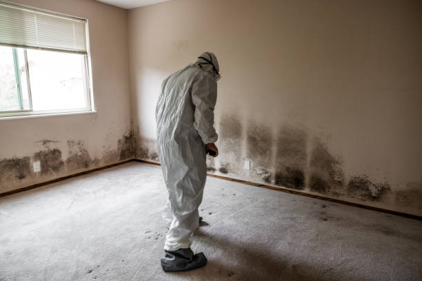 Best Certified Mold Removal  in Jarales, NM